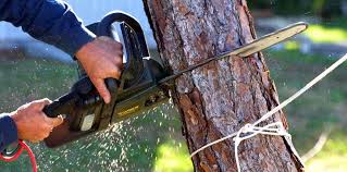 Best Tree Maintenance Programs  in La Selva Beach, CA