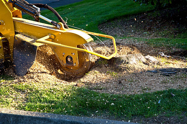 Best Stump Grinding and Removal  in La Selva Beach, CA